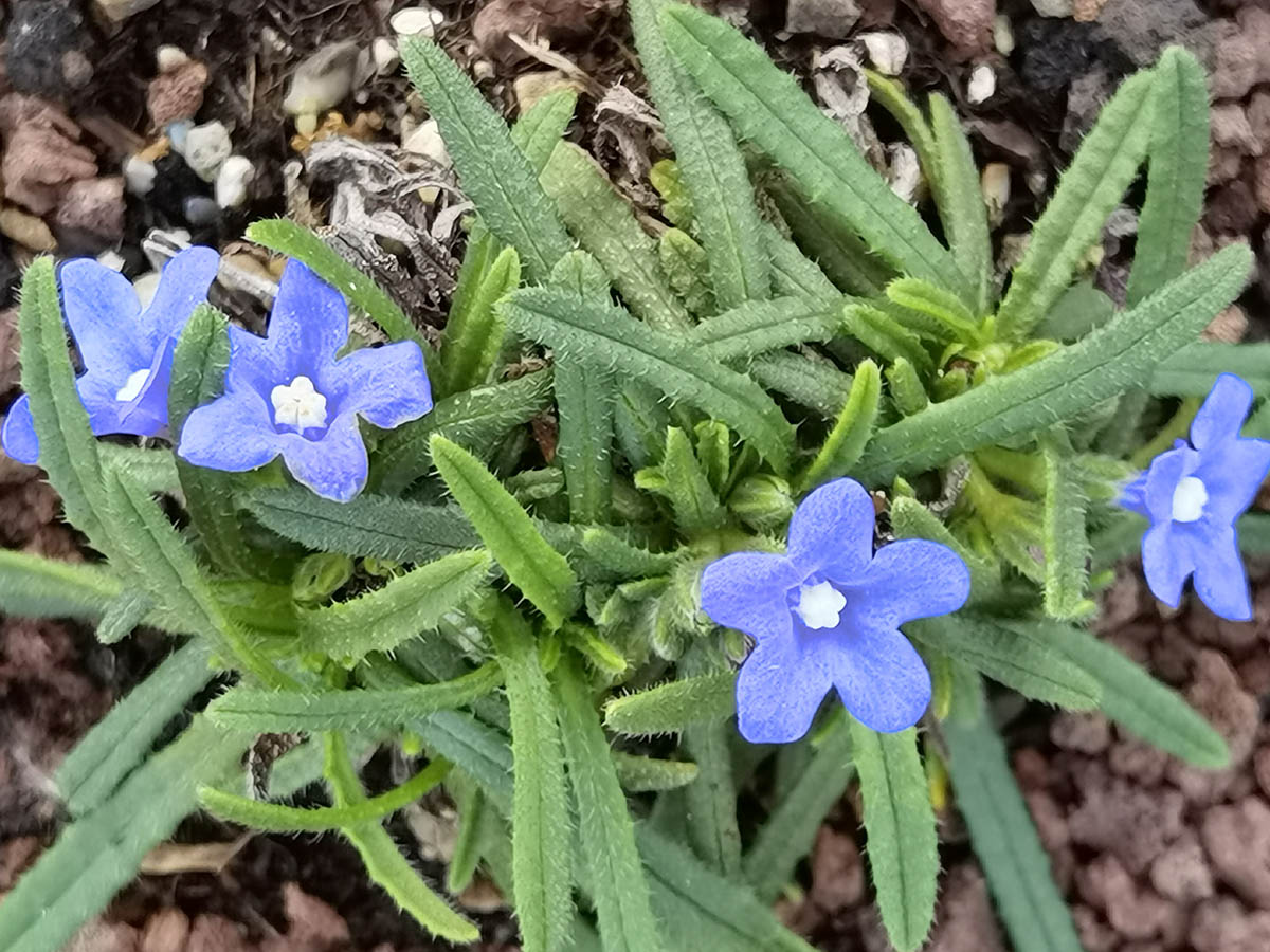 Anchusa caespitosa